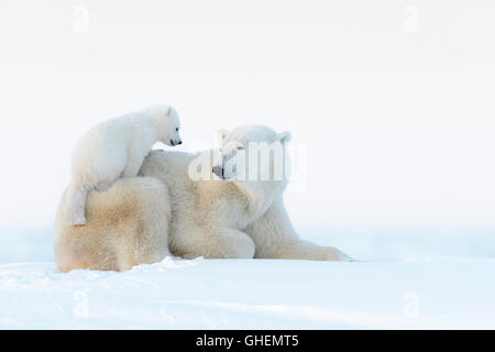 Eisbär-Mutter (Ursus Maritimus) liegend auf Tundra und spielen mit Neugeborenen jungen, Wapusk-Nationalpark, Manitoba, Kanada Stockfoto