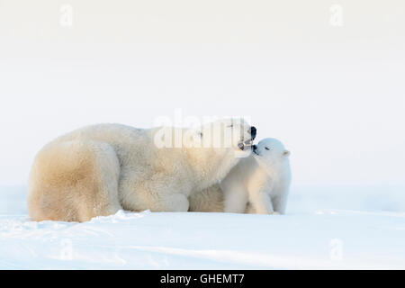 Eisbär-Mutter (Ursus Maritimus) liegend auf Tundra und spielen mit Neugeborenen jungen, Wapusk-Nationalpark, Manitoba, Kanada Stockfoto