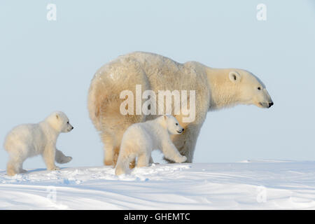 Eisbär-Mutter (Ursus Maritimus) zu Fuß auf Tundra mit zwei jungen, Wapusk-Nationalpark, Manitoba, Kanada Stockfoto