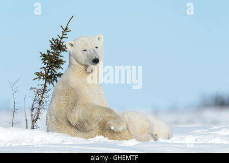 Eisbär-Mutter (Ursus Maritimus) Pflege und Fütterung zwei Cubs, Wapusk-Nationalpark, Manitoba, Kanada Stockfoto