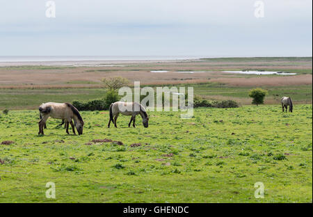 Wildpferde, Konik Polski, zwischen dem Meer und Dunwich Wald in Suffolk, England Stockfoto