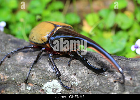 Herkules Käfer (Dynastes Hercules) in Ecuador Stockfoto