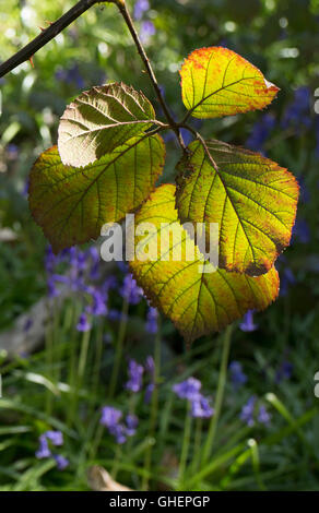 Bramble verlässt hinterleuchtete (Glockenblumen im Hintergrund) Stockfoto