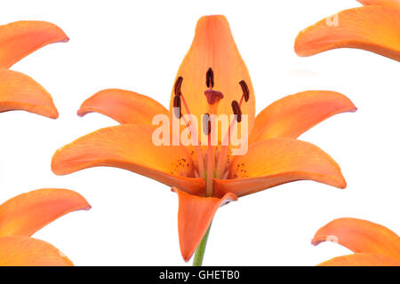 Lilium "Orange Pixie" Zwerg Asiatic Lilie Muster aus einer Lilie Blume Juni gemacht Stockfoto