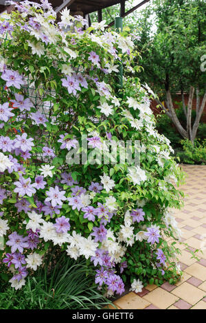 Clematis-Blüten vollständig bedeckt einen Zaun im heimischen Garten. Stockfoto