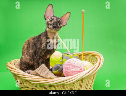 Katze Cornish Rex in den Korb des Strickens auf grünem Hintergrund Stockfoto