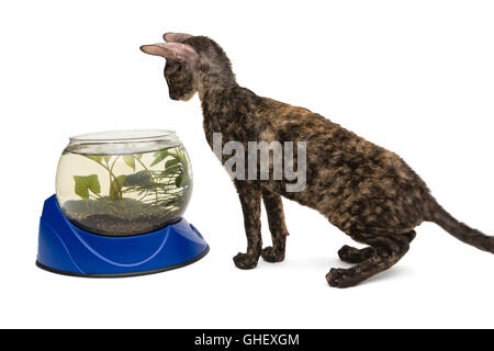 Katzenrasse Cornish Rex und Aquarium, isoliert auf weiss Stockfoto