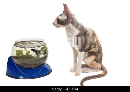 Katzenrasse Cornish Rex und Aquarium, isoliert auf weiss Stockfoto