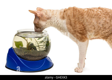 Katzenrasse Cornish Rex und Aquarium, isoliert auf weiss Stockfoto