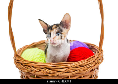 Kleines Kätzchen Cornish Rex in einem Korb, isoliert auf weiss Stockfoto