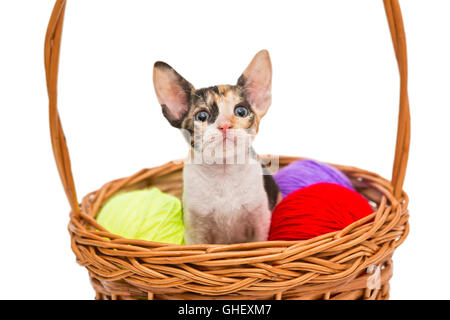 Kleines Kätzchen Cornish Rex in einem Korb, isoliert auf weiss Stockfoto