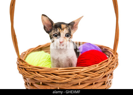 Kleines Kätzchen Cornish Rex in einem Korb, isoliert auf weiss Stockfoto