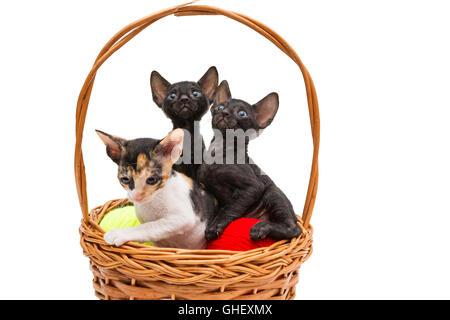 Drei Kätzchen wenig Cornish Rex in einem Korb, isoliert auf weiss Stockfoto