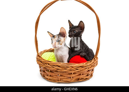 Zwei Kätzchen wenig Cornish Rex in einem Korb, isoliert auf weiss Stockfoto