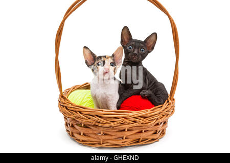 Zwei Kätzchen wenig Cornish Rex in einem Korb, isoliert auf weiss Stockfoto