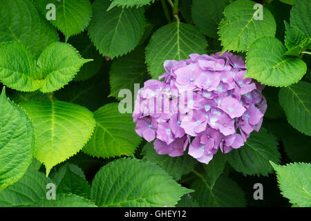 Hydrangea Macrophylla 'Westfalen'. Mophead Hydrangea blüht Stockfoto