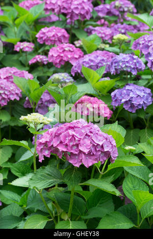 Hydrangea Macrophylla 'Westfalen' Blumen Stockfoto