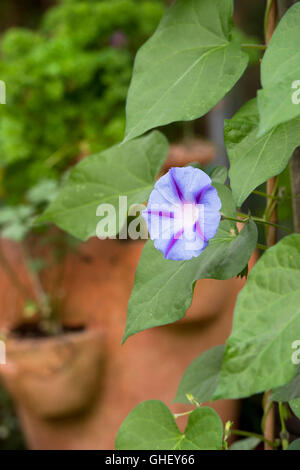 Ipomoea Morning Glory "Hazelwood Blues" in einem englischen Garten Stockfoto