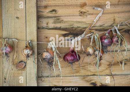 Zwiebeln, hängen an einer Schnur in einem Schuppen in Ryton Bio-Garten. Coventry, UK Stockfoto