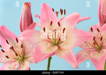 Lilium "Rosella Traum" Asiatic Lilie Juni Stockfoto