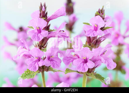 Niederwendischen Macrantha großen Betony Juni Stockfoto