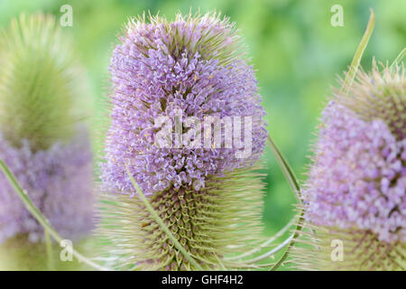 Dipsacus Fullonum gemeinsame Karde Juli Stockfoto