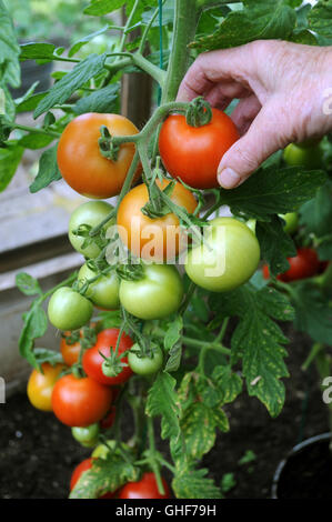 REIFE ROTE MONEYMAKER TOMATE MIT REIFEN TOMATEN GEPFLÜCKT GESUNDE ERNÄHRUNG WÄCHST GEMÜSE GEWÄCHSHAUS GARTENARBEIT OBST UK Stockfoto