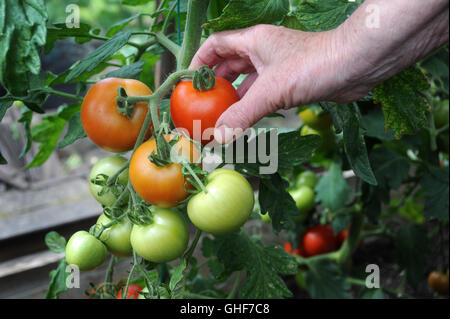 REIFE ROTE MONEYMAKER TOMATE MIT REIFEN TOMATEN GEPFLÜCKT GESUNDE ERNÄHRUNG WÄCHST GEMÜSE GEWÄCHSHAUS GARTENARBEIT OBST UK Stockfoto