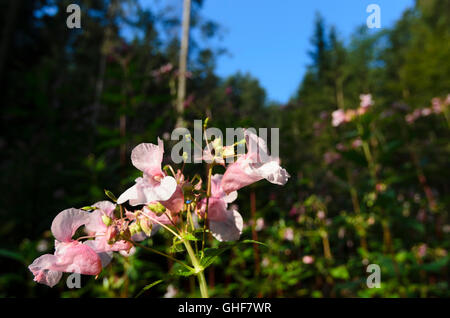 Drüsige Springkraut (Impatiens Glandulifera), auch bekannt als Indische Springkraut, eine invasiven Arten (Neophyten), Österreich, Stockfoto