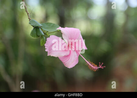 Rosa Hibiskusblüte im Botanischen Garten in Vinales, Kuba. Stockfoto