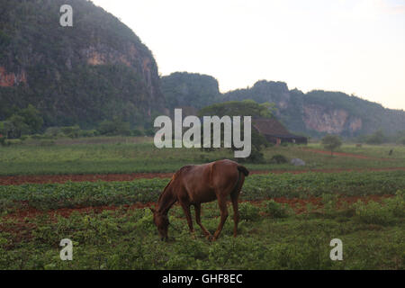 Ein Pferd Weiden im Tal von Vinales, Kuba Stockfoto