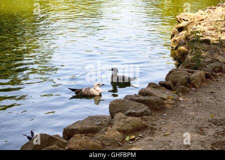 Enten schwimmen auf einem künstlichen See im Garten der Borghese in Rom Stockfoto