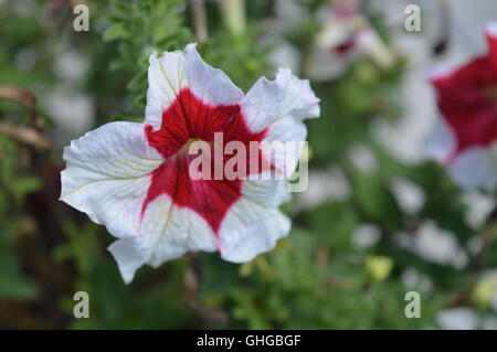 Weiße und rote Petunien Stockfoto