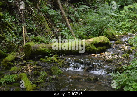 Umgestürzter Baum in Moos bedeckt Stockfoto