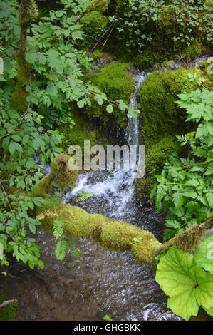Ein kleiner Wasserfall in einem feuchten Wald