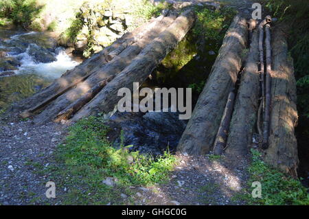 Baumstämme über Fluss Stockfoto