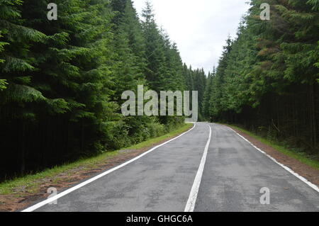 Eine Straße durch einen dichten Wald Stockfoto