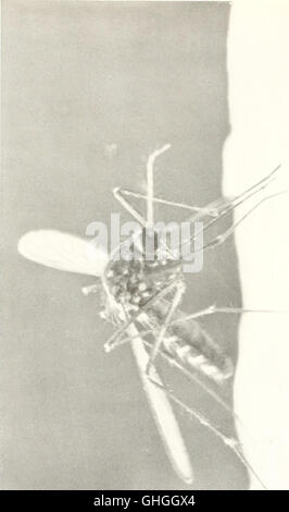 Ein Makrophotogramm aus „Book of Monsters“ von David und Marian Fairchild, das die komplizierten Details einer springenden Spinne zeigt. Das Bild wurde mit innovativen Techniken aufgenommen und präsentiert die Merkmale der Spinne in beispielloser Klarheit. Das 1914 veröffentlichte Buch bietet eine einzigartige Perspektive auf diese oft übersehenen Kreaturen. Stockfoto