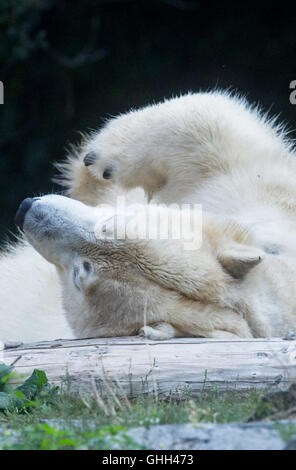 Berlin, Deutschland. 14. Sep, 2016. Ein Eisbär, liegend auf dem Rücken in einem Gehege im Tierpark in Berlin, Deutschland, 14. September 2016. Foto: PAUL ZINKEN/Dpa/Alamy Live News Stockfoto