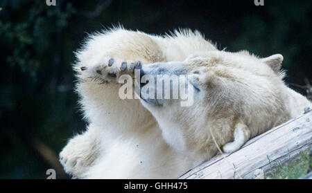 Berlin, Deutschland. 14. Sep, 2016. Ein Eisbär, liegend auf dem Rücken in einem Gehege im Tierpark in Berlin, Deutschland, 14. September 2016. Foto: PAUL ZINKEN/Dpa/Alamy Live News Stockfoto