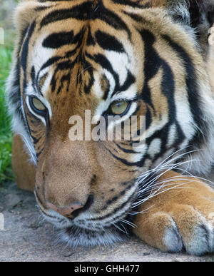 Berlin, Deutschland. 14. Sep, 2016. Ein Blick auf die Zoobesucher in seinem Gehege im Tierpark in Berlin, Deutschland, 14. September 2016 Tiger. Foto: PAUL ZINKEN/Dpa/Alamy Live News Stockfoto