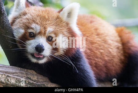 Berlin, Deutschland. 14. Sep, 2016. Ein roter Panda entspannt in seinem Tiergehege am Tierpark in Berlin, Deutschland, 14. September 2016. Foto: PAUL ZINKEN/Dpa/Alamy Live News Stockfoto