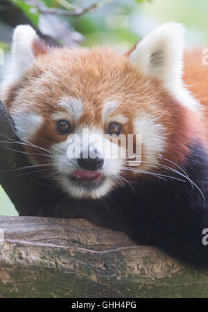 Berlin, Deutschland. 14. Sep, 2016. Ein roter Panda entspannt in seinem Tiergehege am Tierpark in Berlin, Deutschland, 14. September 2016. Foto: PAUL ZINKEN/Dpa/Alamy Live News Stockfoto