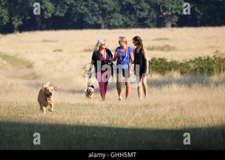 Richmond Park, SW-London, UK. 14. September 2016. Drei Damen, die unter einem Morgen gehen mit den Hunden im Richmond Park, die Royal Deer Park im Süden von London. Stockfoto