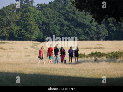 Richmond Park, SW-London, UK. 14. September 2016. Ein Morgen-Spaziergang in Richmond Park, Park Royal Deer in South West London. Stockfoto