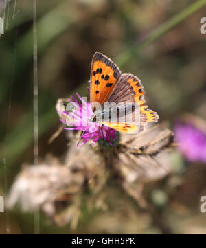 Richmond Park, SW-London, UK. 14. September 2016. Ein kleines Kupfer Schmetterling Fütterung auf die lila Blume der Distelbusch im Richmond Park, die Royal Deer Park im Süden von London. Stockfoto