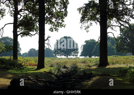 Richmond Park, SW-London, UK. 14. September 2016. Bäume im Richmond Park, schlagen die Royal Deer Park im Süden von London, als Temperaturen 25 Grad in der September-Sonne. Stockfoto