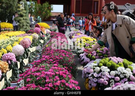 Peking, Peking, China. 27. Sep, 2016. Peking, CHINA-27 September 2016:? (REDAKTION? VERWENDEN SIE? NUR.? CHINA? RAUS) mehr als 30.000 Töpfe mit Chrysanthemen von Kaifeng Stadt sind auf dem Display im Palace Museum am 27. September 2016, Kennzeichnung der kommende Nationalfeiertag, die am 1. Oktober 2016 fällt. Die feinen Chrysanthemen von verschiedenen Arten sind in der verbotenen Stadt vom 27. September bis 16. Oktober 2016 präsentiert. Chrysantheme von Kaifeng Stadt, zentrale ChinaÂ¡Â¯s der Provinz Hunan, gilt als die erste Ebene Chrysantheme in China. © SIPA Asien/ZUMA Draht/Alamy Live-Nachrichten Stockfoto