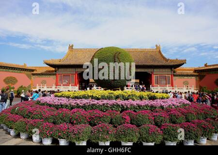 Peking, Peking, China. 27. Sep, 2016. Peking, CHINA-27 September 2016:? (REDAKTION? VERWENDEN SIE? NUR.? CHINA? RAUS) mehr als 30.000 Töpfe mit Chrysanthemen von Kaifeng Stadt sind auf dem Display im Palace Museum am 27. September 2016, Kennzeichnung der kommende Nationalfeiertag, die am 1. Oktober 2016 fällt. Die feinen Chrysanthemen von verschiedenen Arten sind in der verbotenen Stadt vom 27. September bis 16. Oktober 2016 präsentiert. Chrysantheme von Kaifeng Stadt, zentrale ChinaÂ¡Â¯s der Provinz Hunan, gilt als die erste Ebene Chrysantheme in China. © SIPA Asien/ZUMA Draht/Alamy Live-Nachrichten Stockfoto