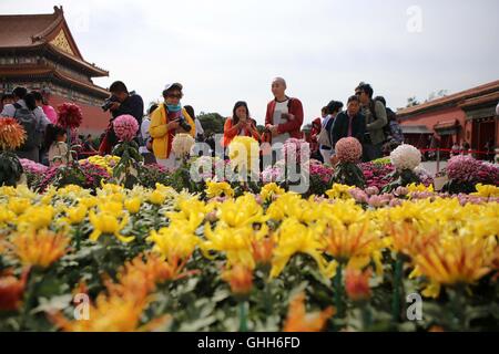 Peking, Peking, China. 27. Sep, 2016. Peking, CHINA-27 September 2016:? (REDAKTION? VERWENDEN SIE? NUR.? CHINA? RAUS) mehr als 30.000 Töpfe mit Chrysanthemen von Kaifeng Stadt sind auf dem Display im Palace Museum am 27. September 2016, Kennzeichnung der kommende Nationalfeiertag, die am 1. Oktober 2016 fällt. Die feinen Chrysanthemen von verschiedenen Arten sind in der verbotenen Stadt vom 27. September bis 16. Oktober 2016 präsentiert. Chrysantheme von Kaifeng Stadt, zentrale ChinaÂ¡Â¯s der Provinz Hunan, gilt als die erste Ebene Chrysantheme in China. © SIPA Asien/ZUMA Draht/Alamy Live-Nachrichten Stockfoto